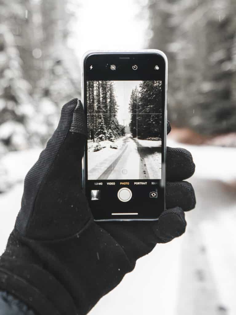 Photo among pines and snow